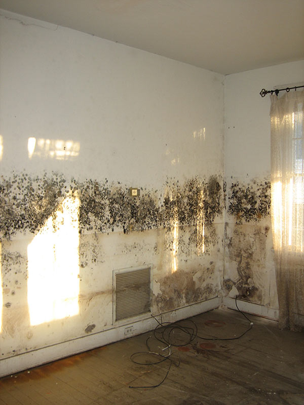 Mold–Remediation-and-Removal-in-Des-Moines